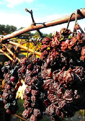 Sun Drying Raisins